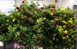 Калибрахоа: отглеждане и грижа за цветя на открито, дати на засаждане и как да го прищипвате правилно